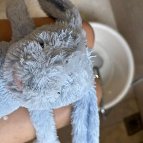 Ginger Berry Plushie Shampoo (Buy 1 Free 1) photo review